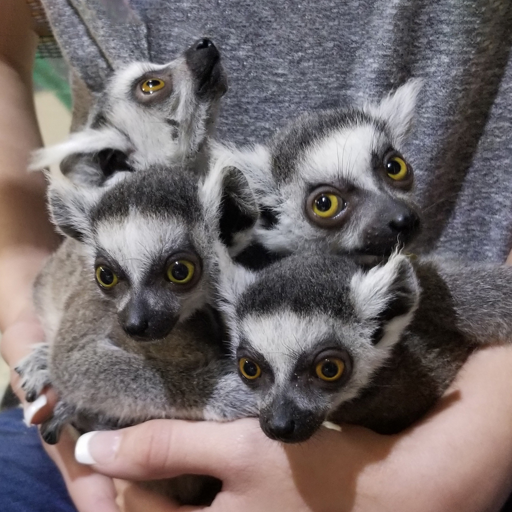 four young impact lemurs